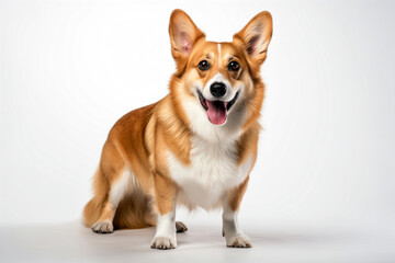 Happy corgi sitting, white background, studio shoot, daytime