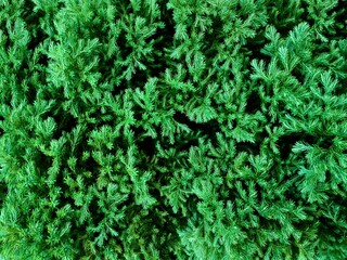 Fir tree branch close up pattern background. Conifer fir tree texture in green winter forest. Coniferous evergreen spruce fir tree closeup background. Green fresh spruce twigs decorative background