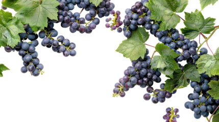 Vine and grapes on a transparent background