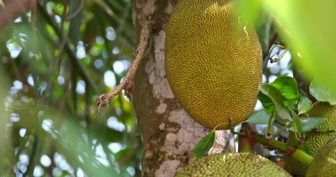 Jack fruit hanging on a tree. Jack fruit, also known as jack tree, Artocarpus heterophyllus, nangka, is a species of tree in the fig, mulberry and breadfruit family Moraceae.