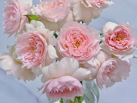 bouquet of European roses, Monique Darve against light background  