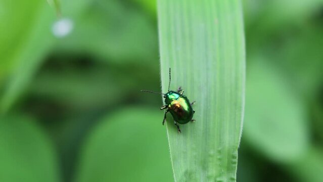 A green June beetle on a leaf
