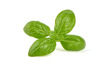 Fresh Green Basil Leaf, close-up, isolated on white background.