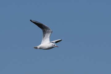 black headed gull in flight