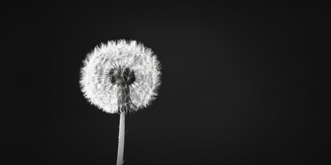 A close-up image of a dandelion in shades of gray and white