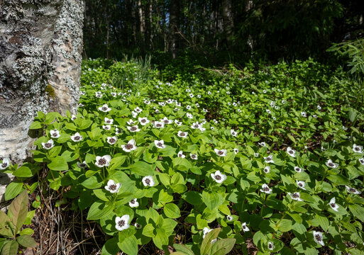The dwarf cornel (Cornus suecica) blooming