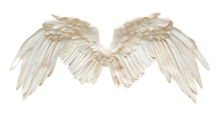 Angel wings on a transparent background