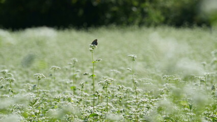 一匹の蝶がいる初秋の白い花を咲かせているソバ畑
