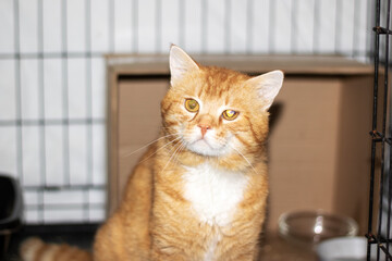 An orange and white cat with whiskers and fur, staring at the camera by a window