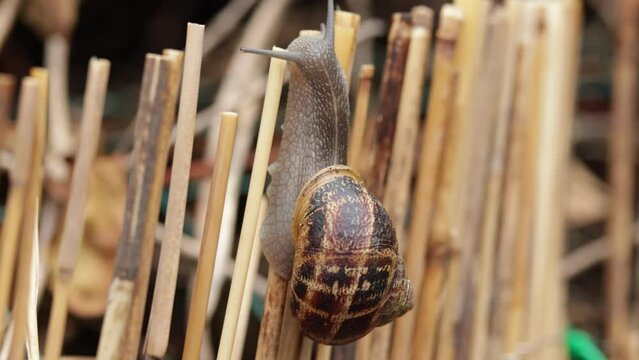 escargot, en gros plan, sur un mur de paille