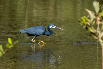 Western reef egret (Egretta gularis), foraging in the lagoon