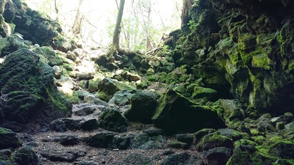 Obraz premium 青木ヶ原樹海