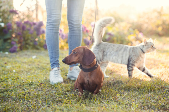 dachshund and cat on a walk with his owner in a sunny summer park