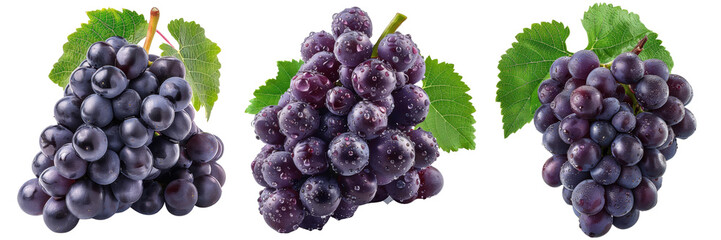 Fototapeta premium Fresh bunches of dark purple grapes with leaves on a Transparent Background , ideal for culinary, health, and natural themes in stock photos.