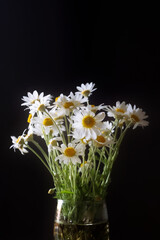 Fototapeta premium White daisies, chamomile flowers in the glass on black background