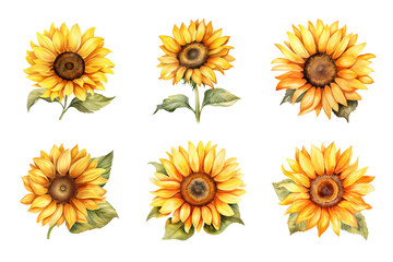 Sunflower Collection Bundle Set Isolated on a Transparent Background