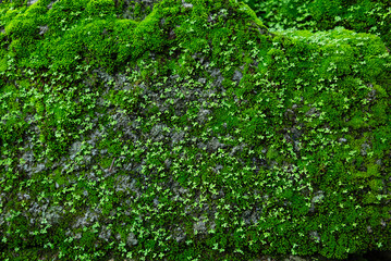 Fresh moss growing on rocks