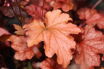 Heuchera. Blooming heuchera leaves in the garden.