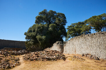 Big tree at Great Zimbabwe