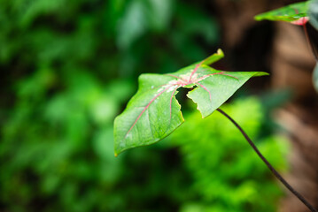 Caladium bicolor, Fancy Leaf Caladium. Charming leaf ornamental plants