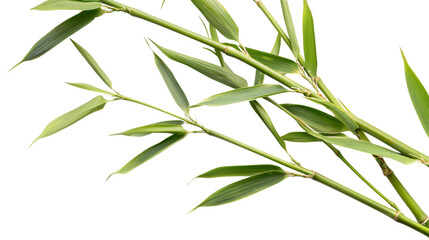 Obraz premium Bamboo reed leaf on white background