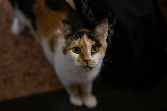 A calico cat, with vibrant yellow eyes, gazes up directly into the camera lens