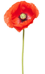 Obraz premium Close up of red poppy flower social ads