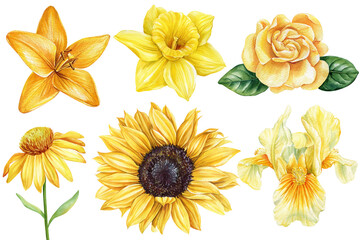 Fototapeta premium yellow flowers watercolor. Sunflower, iris, lili, rose. Summer garden flowers isolated on a white background for design