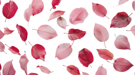 Pink leaves on a transparent background