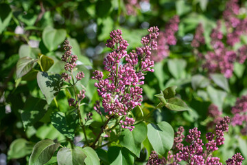 Close up of a magenta flowered shrub with green leaves