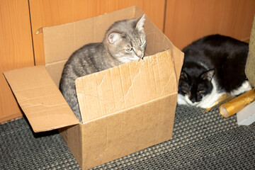 A cat in a cardboard box, looking at the camera with whiskers and snout