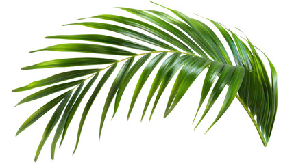 Naklejka premium Large tropical leaf on a transparent background