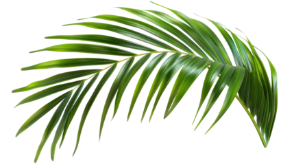 Large tropical leaf on a transparent background