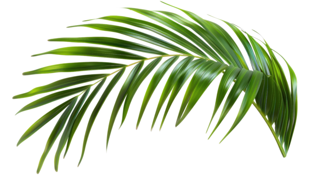 Large tropical leaf on a transparent background