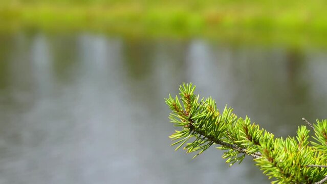 Swamp Viru Raba in Estonia