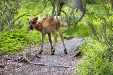 Renkalb in freier Natur Finnland Sommer Nähe von Ruka Wanderweg Karhunkierros