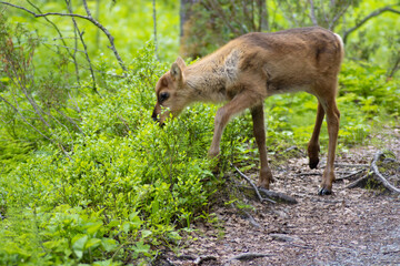 Rentier Kalb Renkalb auf der Suche nach Nahrung im Wald in Finnland