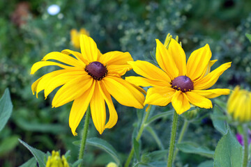 Yellow Rudbeckia flowers in the summer garden