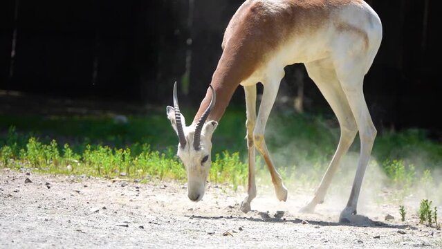 Dama gazelle, addra or mhorr gazelle (Nanger dama ruficollis, formerly Gazella dama) is species of gazelle. It lives in Africa in the Sahara desert and the Sahel.