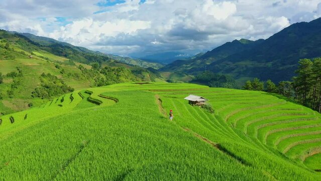 Drone view of the Vietnam rice fields in season because they are planted and green on the mountains,Mu cang chai.and Asian women wearing traditional Vietnamese clothes