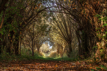 Herbstlicher Durchgang unter Bäumen