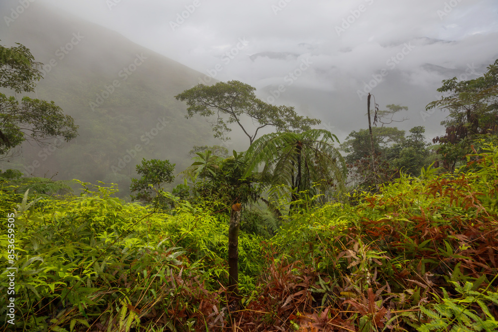 Wall mural jungle in bolivia