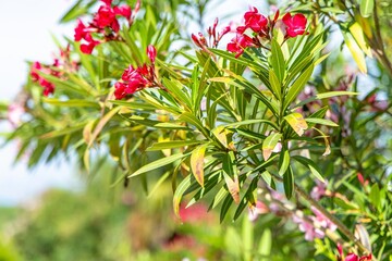 Pink Oleander Flowers Blooming Against a Cloudy Sky in town Opatija