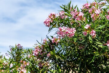Pink Oleander Flowers Blooming Against a Cloudy Sky in town Opatija