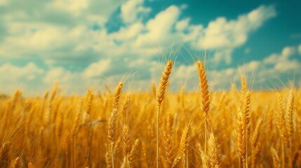 Fototapeta premium Golden Wheat Field Under a Vibrant Blue Sky with Fluffy Clouds