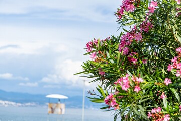 Pink Oleander Flowers Blooming Against a Cloudy Sky in town Opatija