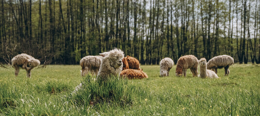 Obraz premium Alpacas graze in the spring meadow high in the mountains.
