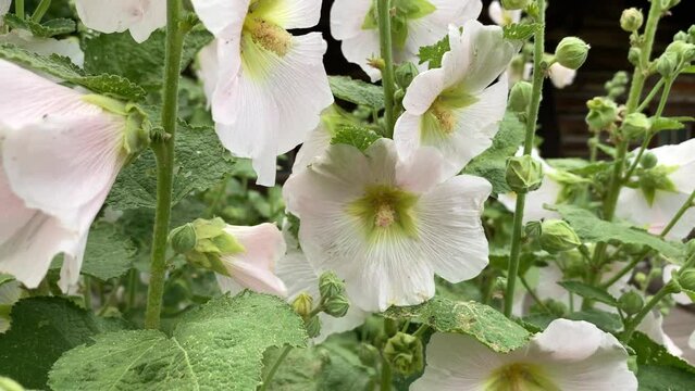 Summer flowers are white mallows, pollinated by bumblebees and bees
