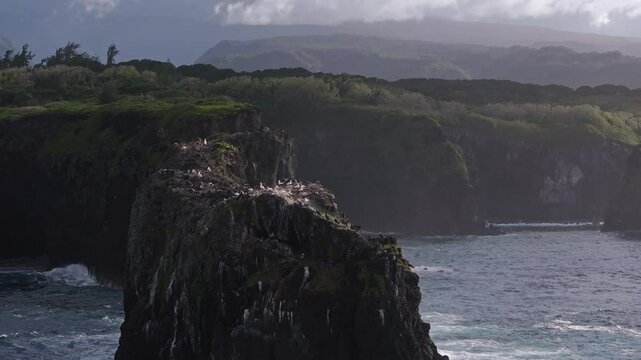 Aerial view of tall eroded basaltic rock spiers filled with birds off north coast of Maui, Hawaii