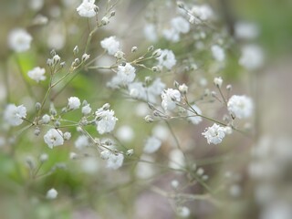 blossom in spring